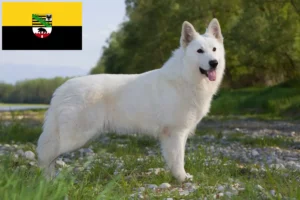 Read more about the article Pastor suíço branco Criador e cachorros em Saxónia-Anhalt