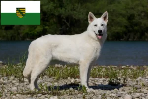 Read more about the article Pastor suíço branco Criador e cachorros em Saxónia