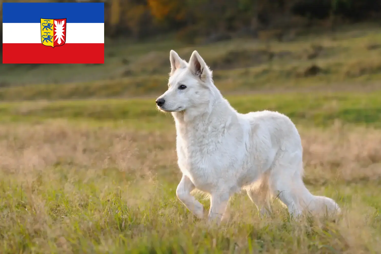 Read more about the article Cão de raça pastor suíço branco e cachorros em Schleswig-Holstein