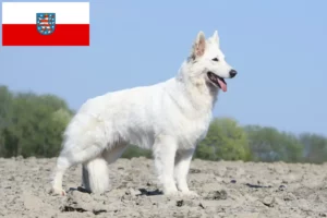 Read more about the article Pastor suíço branco Criador de cães e cachorros na Turíngia