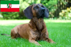 Read more about the article Criadores de Hannoverscher Schweißhund e cachorros na Renânia do Norte-Vestefália