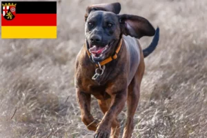 Read more about the article Criadores de Hannoverscher Schweißhund e cachorros em Renânia-Palatinado