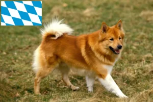 Read more about the article Criadores de cães islandeses e cachorros na Baviera