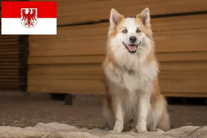 Read more about the article Criadores de cães islandeses e cachorros em Brandenburg