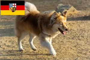 Read more about the article Criadores de cães islandeses e cachorros em Sarre