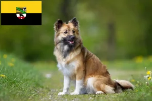Read more about the article Criadores de cães islandeses e cachorros em Saxónia-Anhalt
