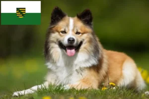 Read more about the article Criadores de cães islandeses e cachorros na Saxónia