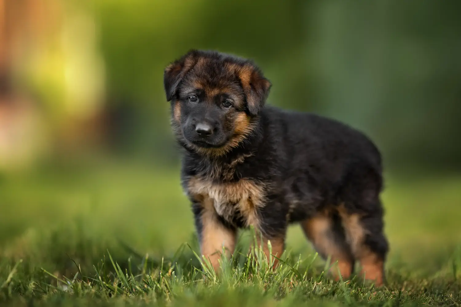 Comprar um cachorro pastor alemão significa assumir responsabilidades! Comprar cachorros de pastor alemão.