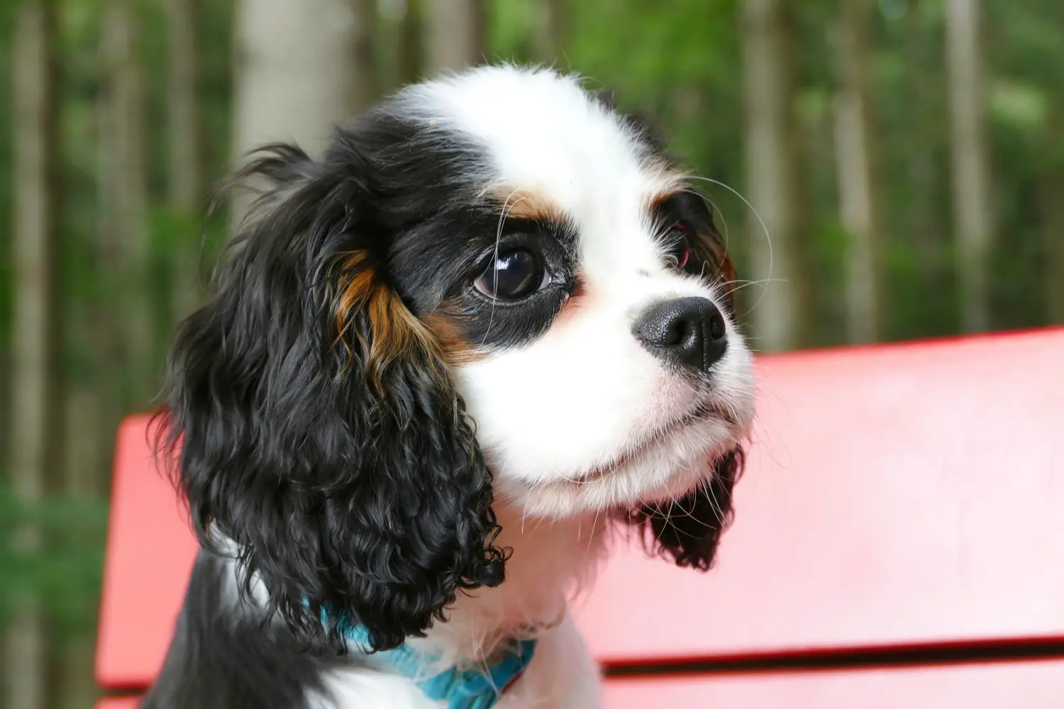 Comprar um cachorro Cavalier King Charles Spaniel significa assumir responsabilidades! Comprar cachorros Cavalier King Charles Spaniel.