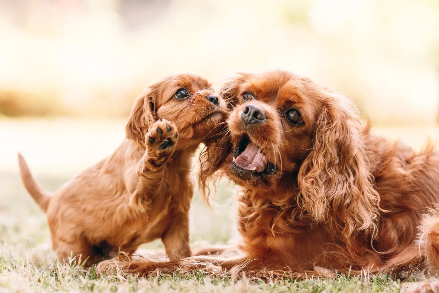Comprar um cachorro Cavalier King Charles Spaniel significa assumir responsabilidades! Comprar cachorros Cavalier King Charles Spaniel.