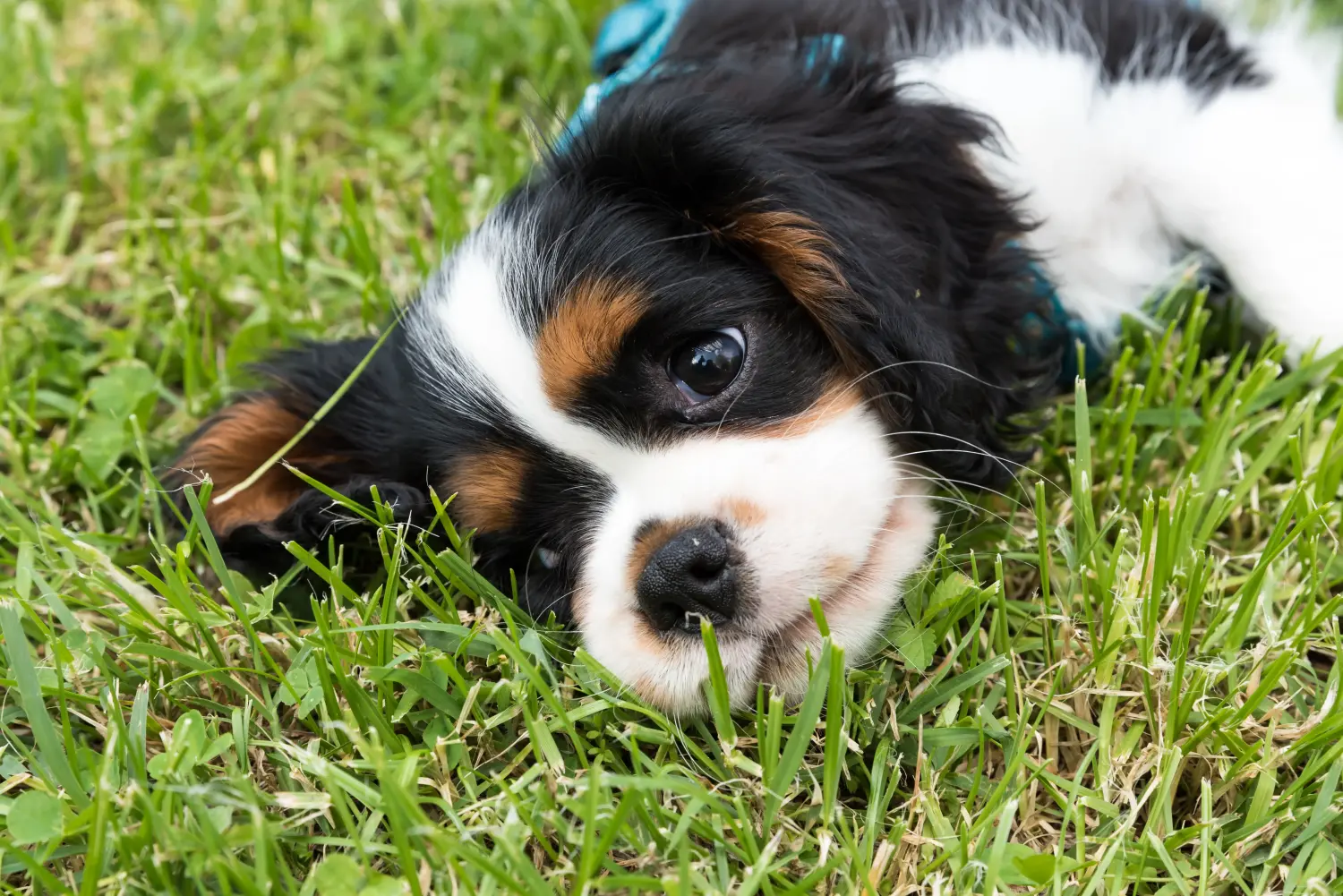 Comprar um cachorro Cavalier King Charles Spaniel significa assumir responsabilidades! Comprar cachorros Cavalier King Charles Spaniel.
