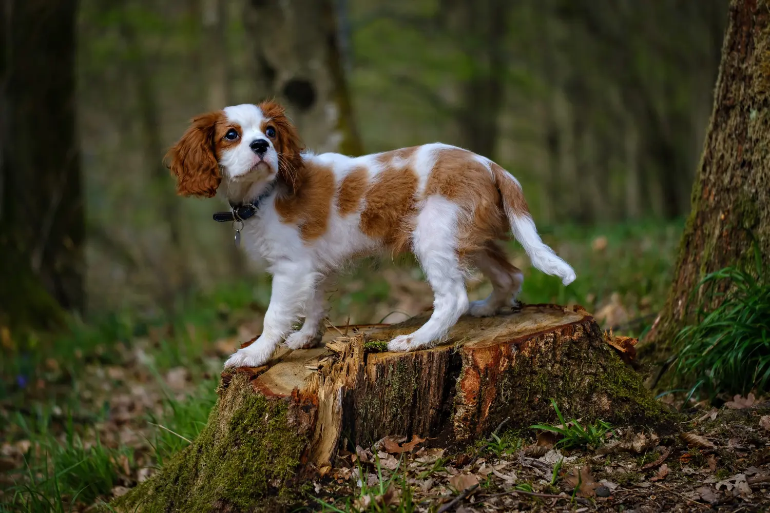 Comprar um cachorro Cavalier King Charles Spaniel significa assumir responsabilidades! Comprar cachorros Cavalier King Charles Spaniel.