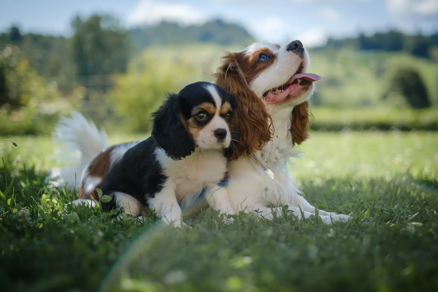 Comprar um cachorro Cavalier King Charles Spaniel significa assumir responsabilidades! Comprar cachorros Cavalier King Charles Spaniel.