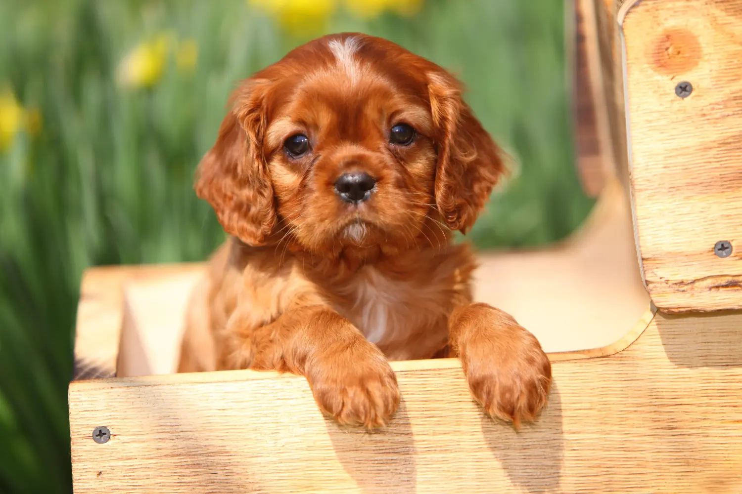 Comprar um cachorro Cavalier King Charles Spaniel significa assumir responsabilidades! Comprar cachorros Cavalier King Charles Spaniel.