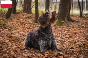 Read more about the article Český fousek criadores e cachorros na Polónia