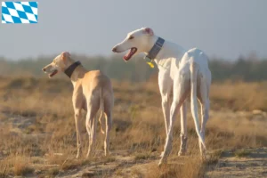 Read more about the article Chart Polski criadores e cachorros na Baviera