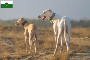 Read more about the article Chart Polski criadores e cachorros na Saxónia