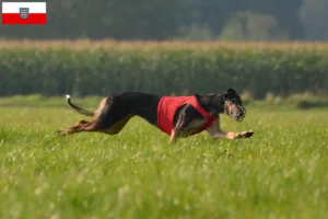 Read more about the article Chart Polski criadores e cachorros na Turíngia