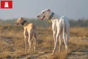 Read more about the article Chart Polski criadores e cachorros em Hamburgo