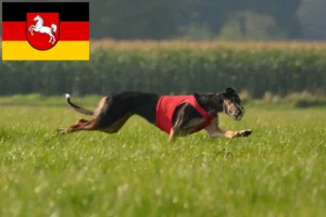 Read more about the article Chart Polski criadores e cachorros na Baixa Saxónia