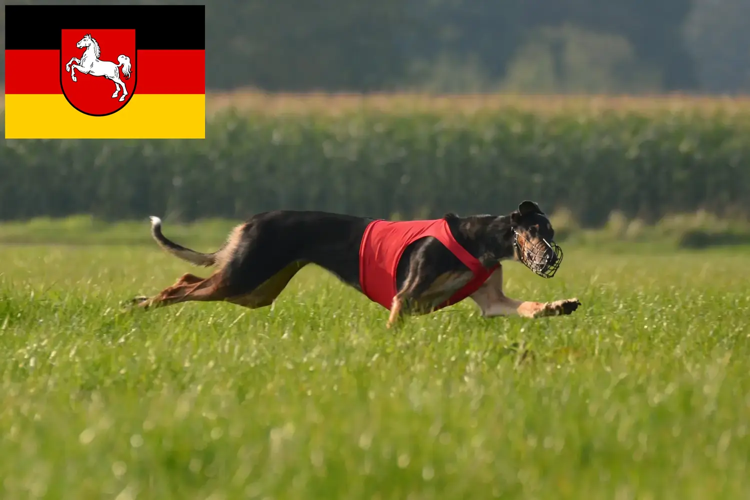Chart Polski cachorros e criadores Baixa Saxónia Aqui pode encontrar os criadores de Chart Polskis em Niedersachsen.