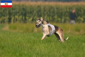 Read more about the article Chart Polski criadores e cachorros em Schleswig-Holstein