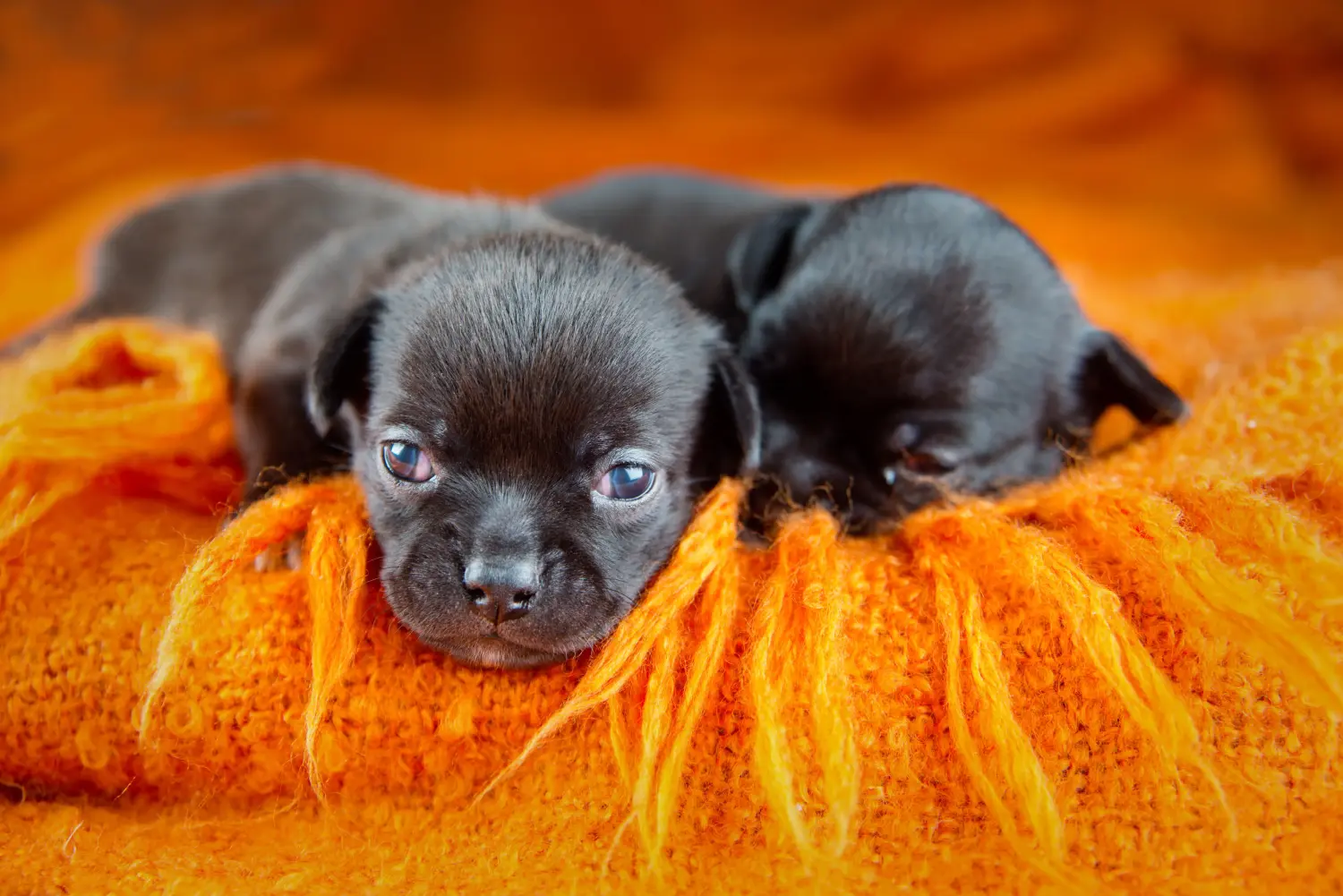 Comprar um cachorro Chihuahua significa assumir responsabilidades! Comprar cachorros Chihuahua.