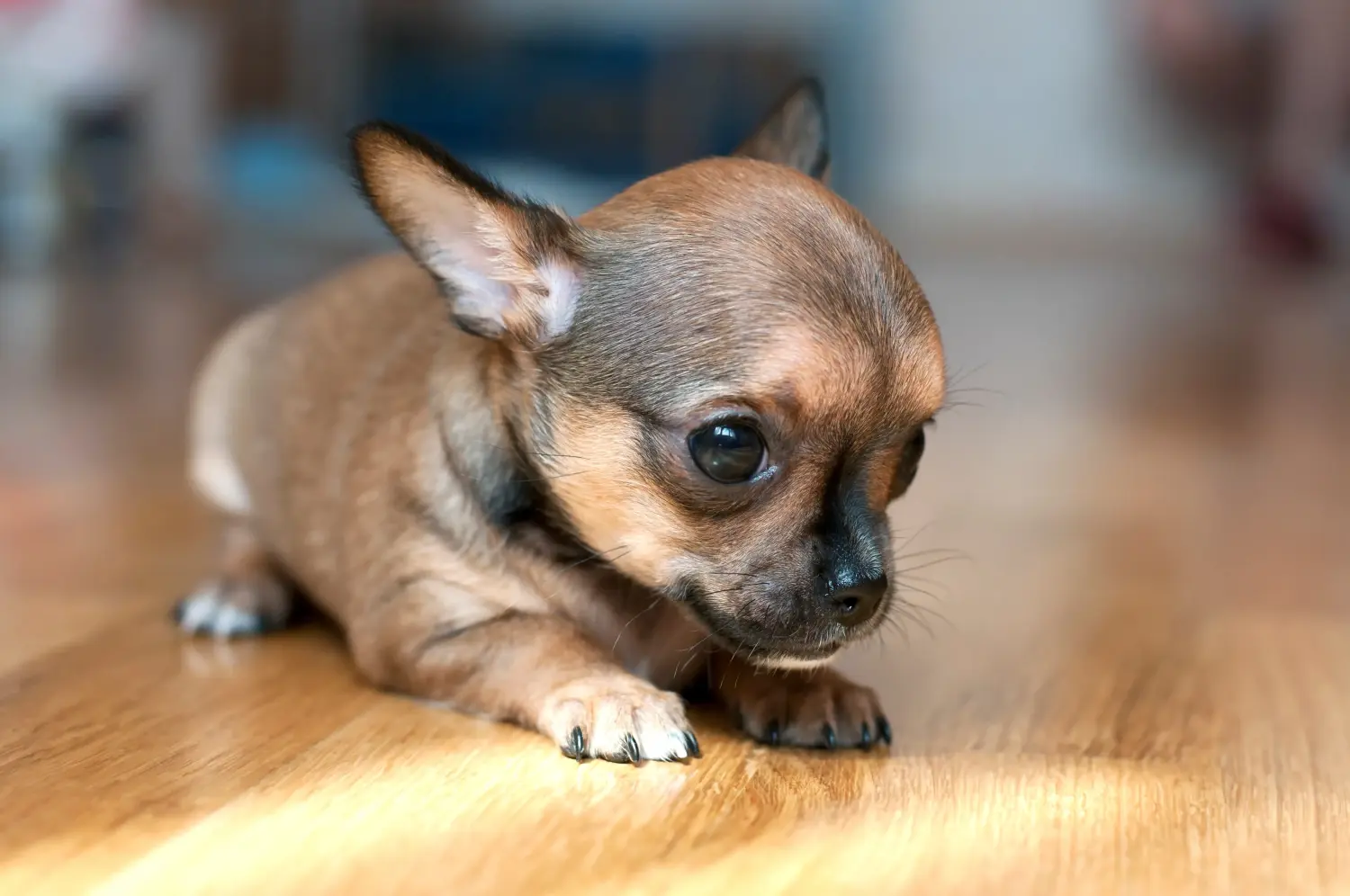 Comprar um cachorro Chihuahua significa assumir responsabilidades! Comprar cachorros Chihuahua.