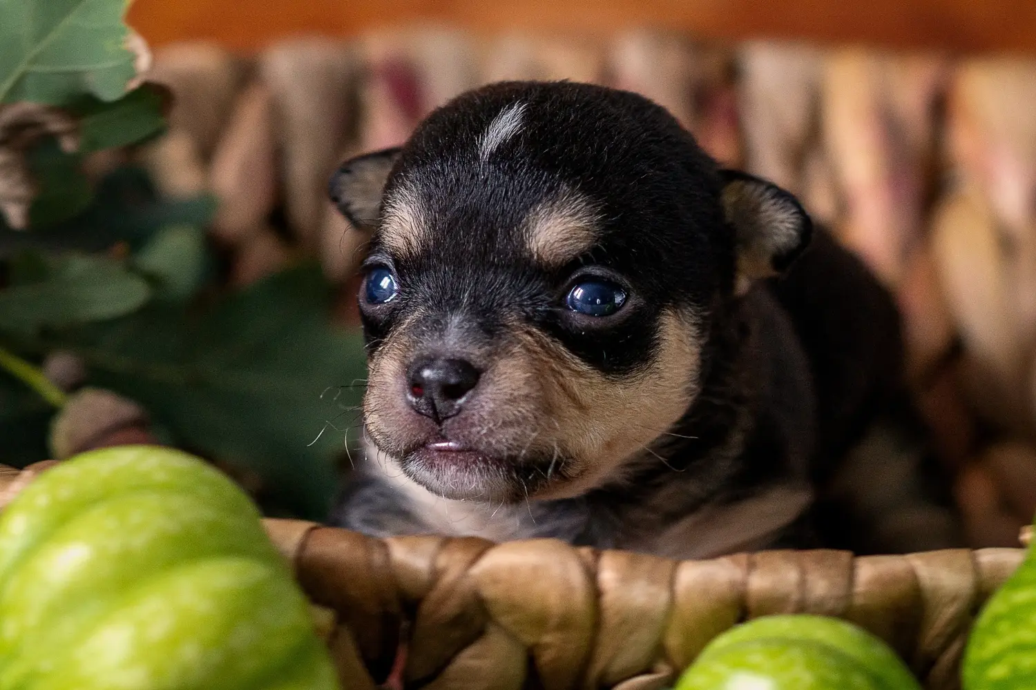 Comprar um cachorro Chihuahua significa assumir responsabilidades! Comprar cachorros Chihuahua.