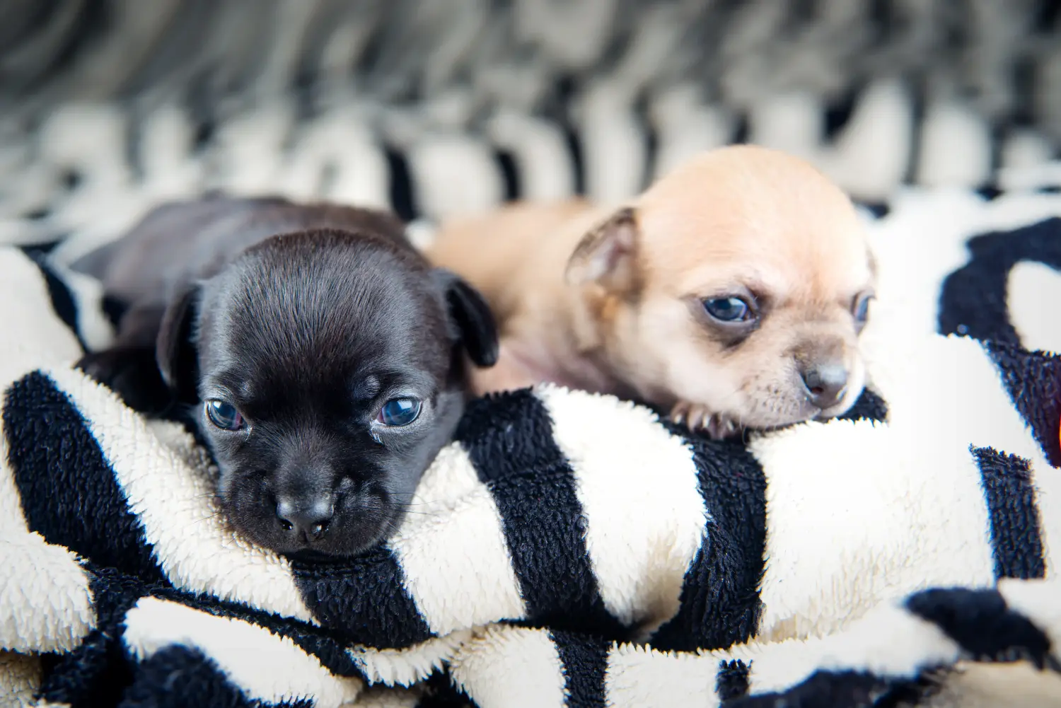 Comprar um cachorro Chihuahua significa assumir responsabilidades! Comprar cachorros Chihuahua.