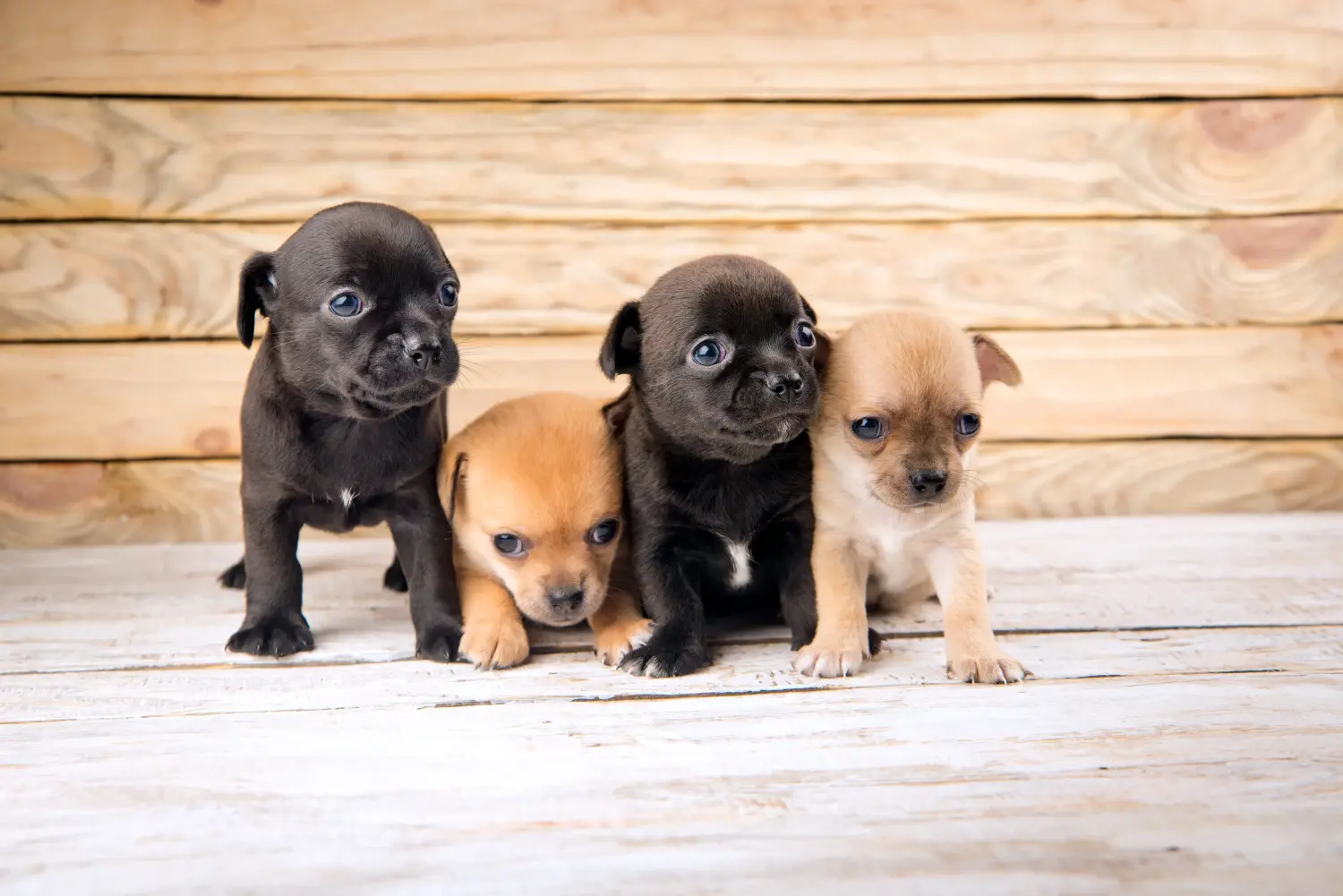 Comprar um cachorro Chihuahua significa assumir responsabilidades! Comprar cachorros Chihuahua.