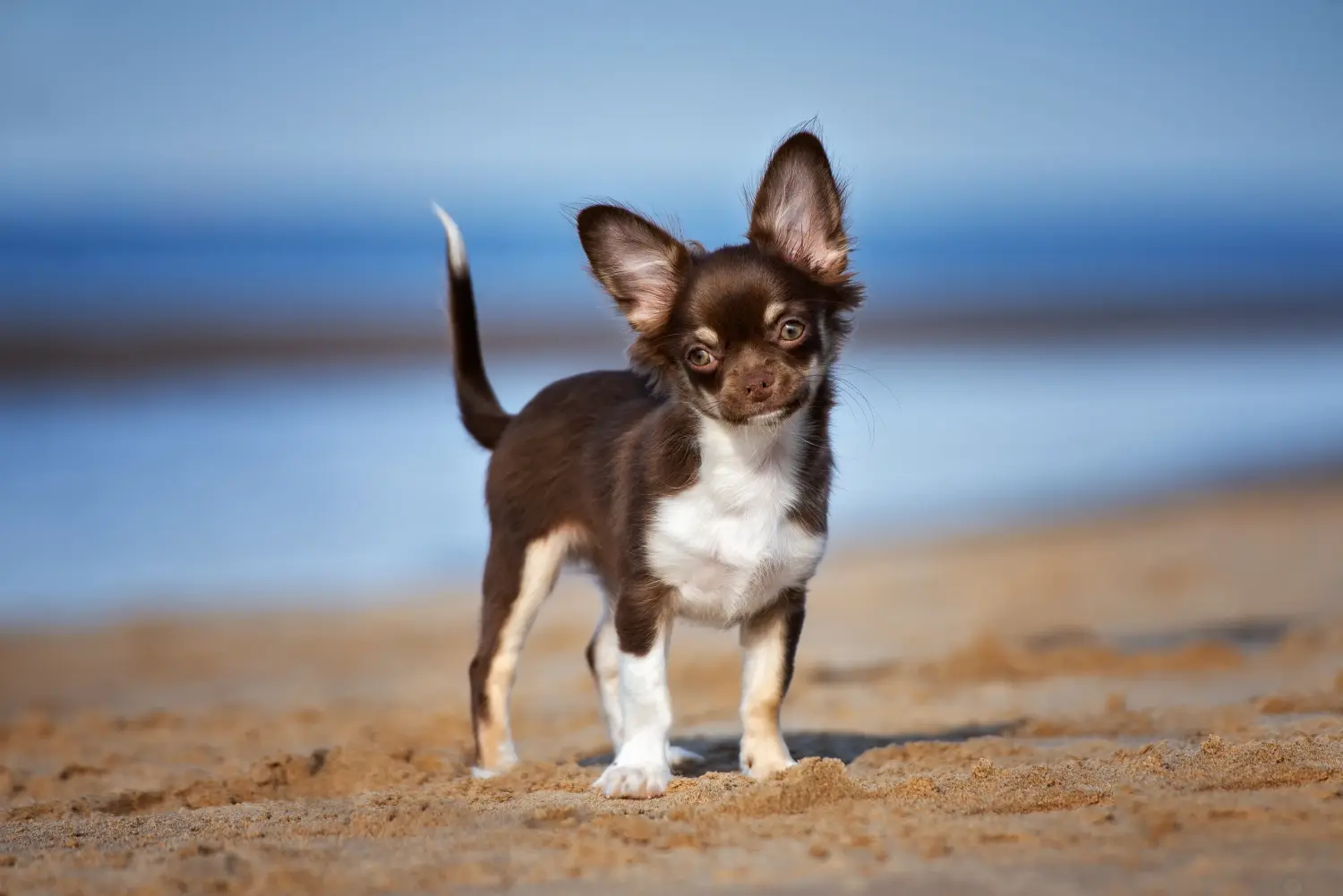 Comprar um cachorro Chihuahua significa assumir responsabilidades! Comprar cachorros Chihuahua.