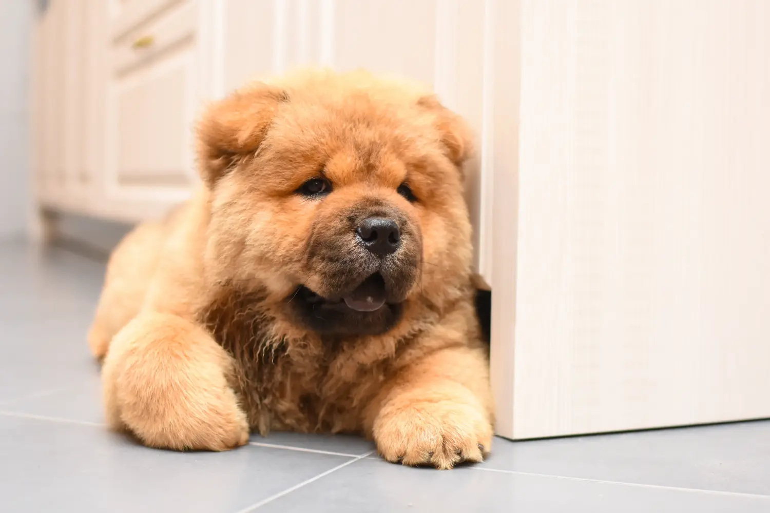 Comprar um cachorro Chow Chow significa assumir a responsabilidade! Comprar cachorros Chow Chow.