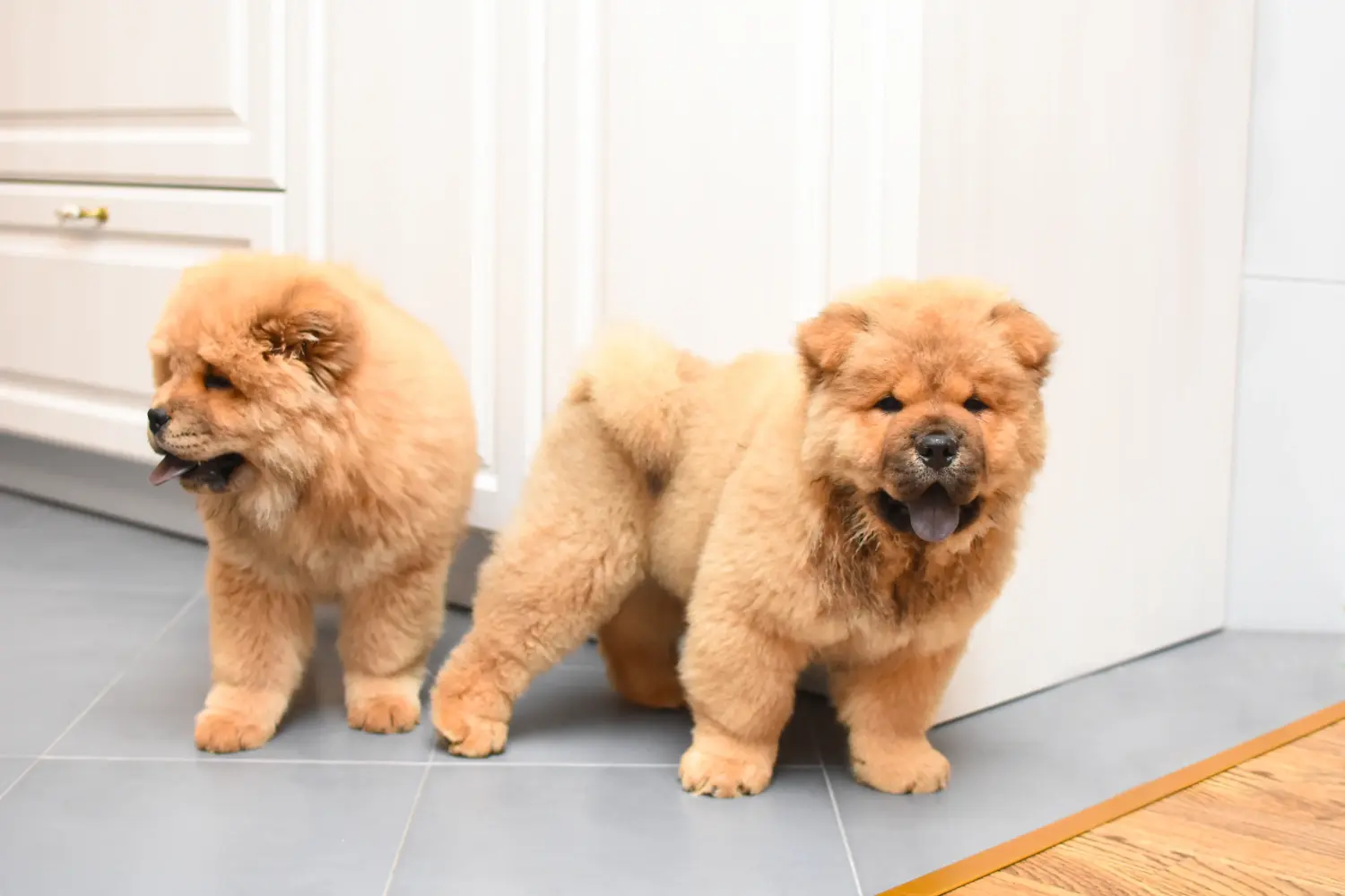 Comprar um cachorro Chow Chow significa assumir a responsabilidade! Comprar cachorros Chow Chow.