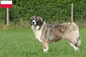 Read more about the article Ciobănesc Românesc Carpatin criadores e cachorros na Polónia