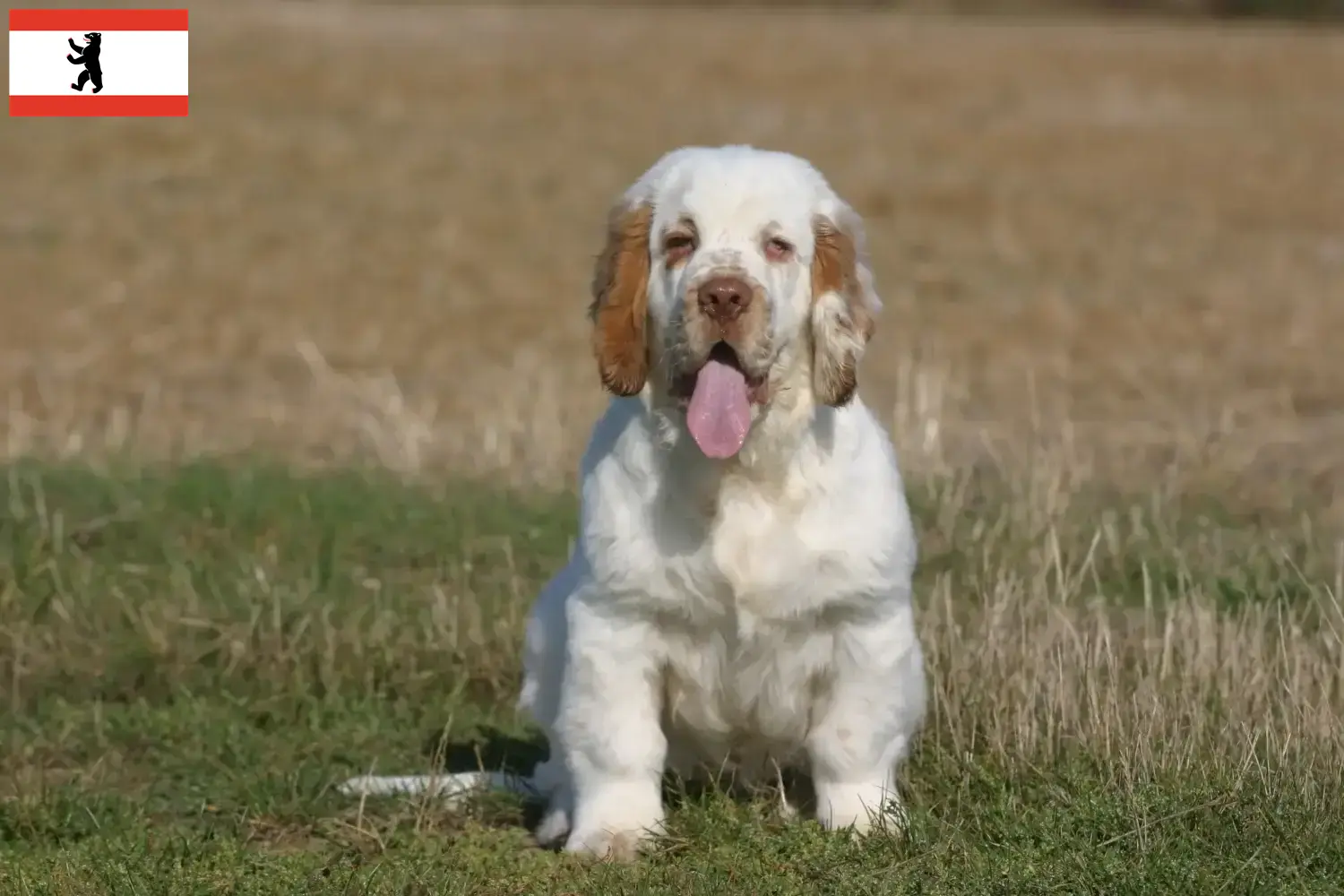 Read more about the article Criadores de Clumber Spaniel e cachorros em Berlim
