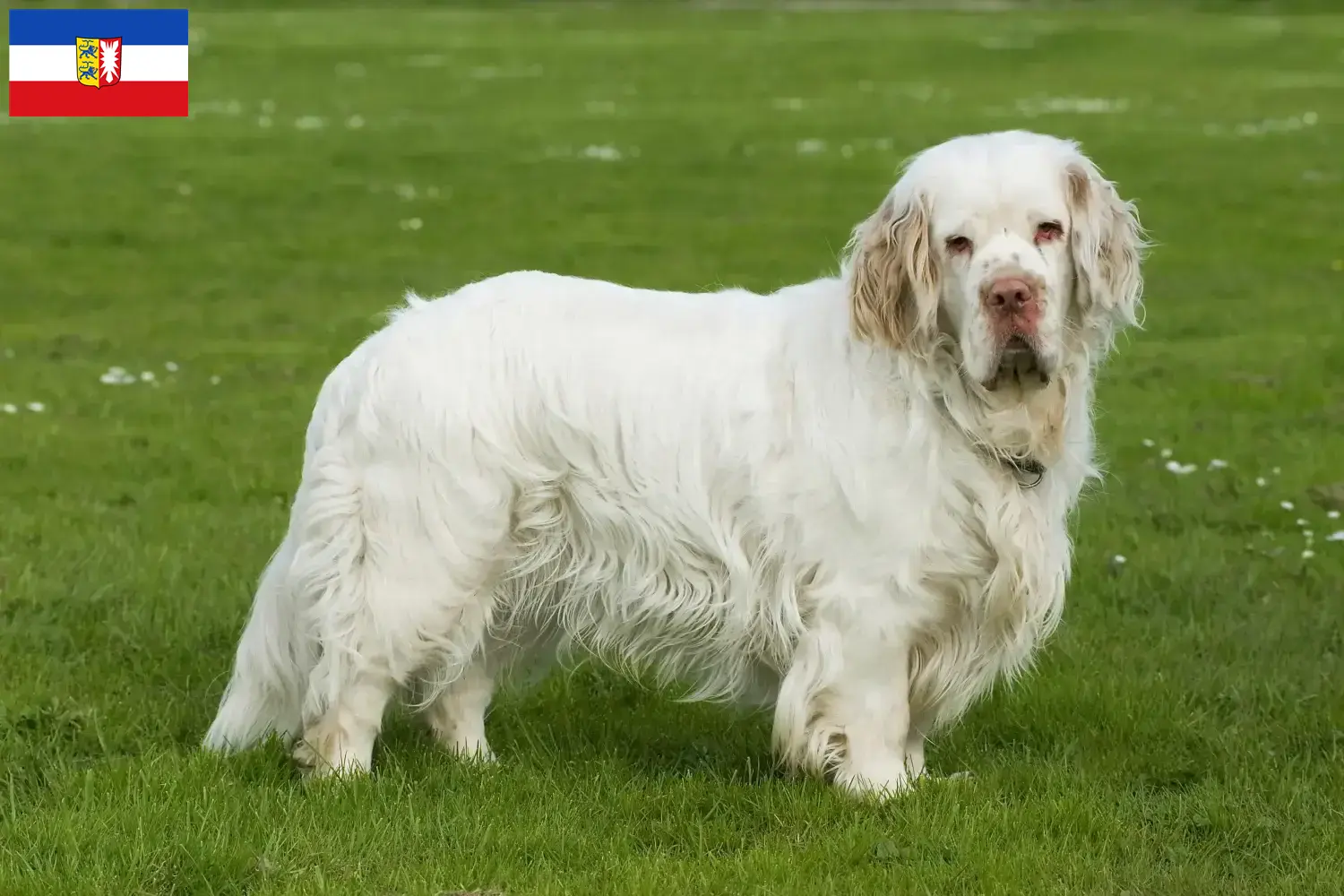 Read more about the article Criadores de Clumber Spaniel e cachorros em Schleswig-Holstein