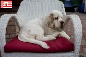 Read more about the article Criadores de Clumber Spaniel e cachorros em Bremen