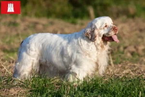 Read more about the article Criadores de Clumber Spaniel e cachorros em Hamburgo