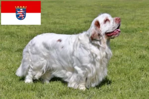 Read more about the article Criadores de Clumber Spaniel e cachorros em Hessen