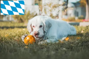 Read more about the article Criadores de Clumber Spaniel e cachorros na Baviera