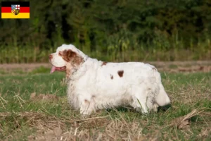 Read more about the article Criadores de Clumber Spaniel e cachorros em Saarland