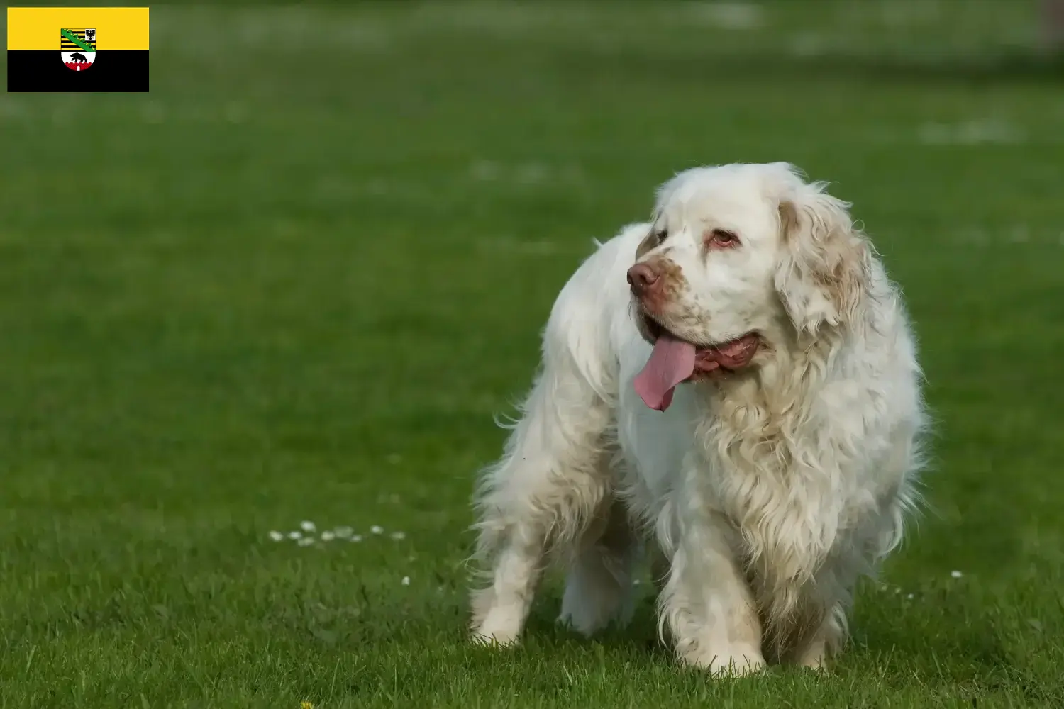 Read more about the article Criadores de Clumber Spaniel e cachorros em Saxónia-Anhalt