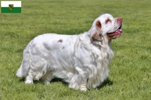 Read more about the article Criadores de Clumber Spaniel e cachorros em Saxónia