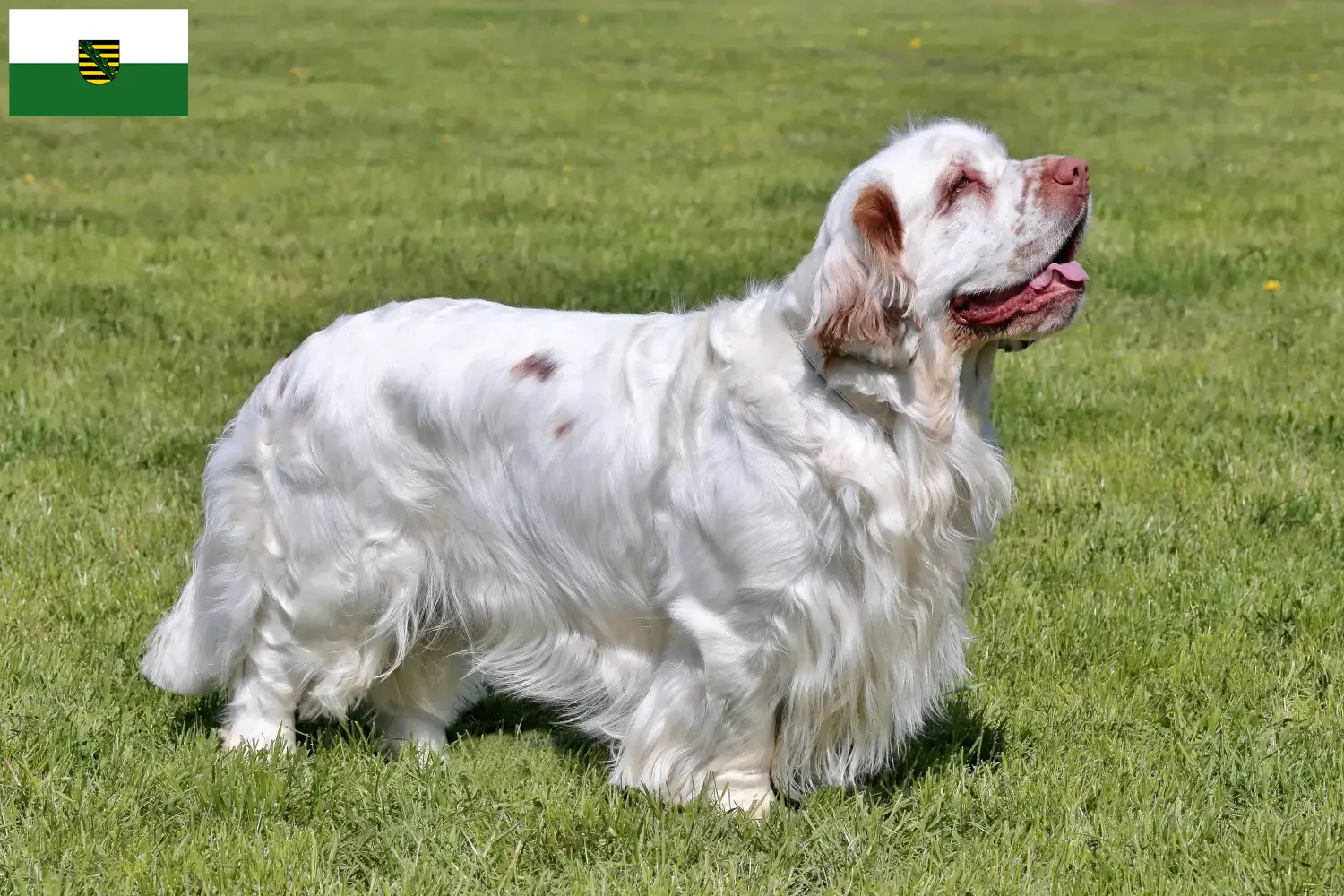 Read more about the article Criadores de Clumber Spaniel e cachorros em Saxónia