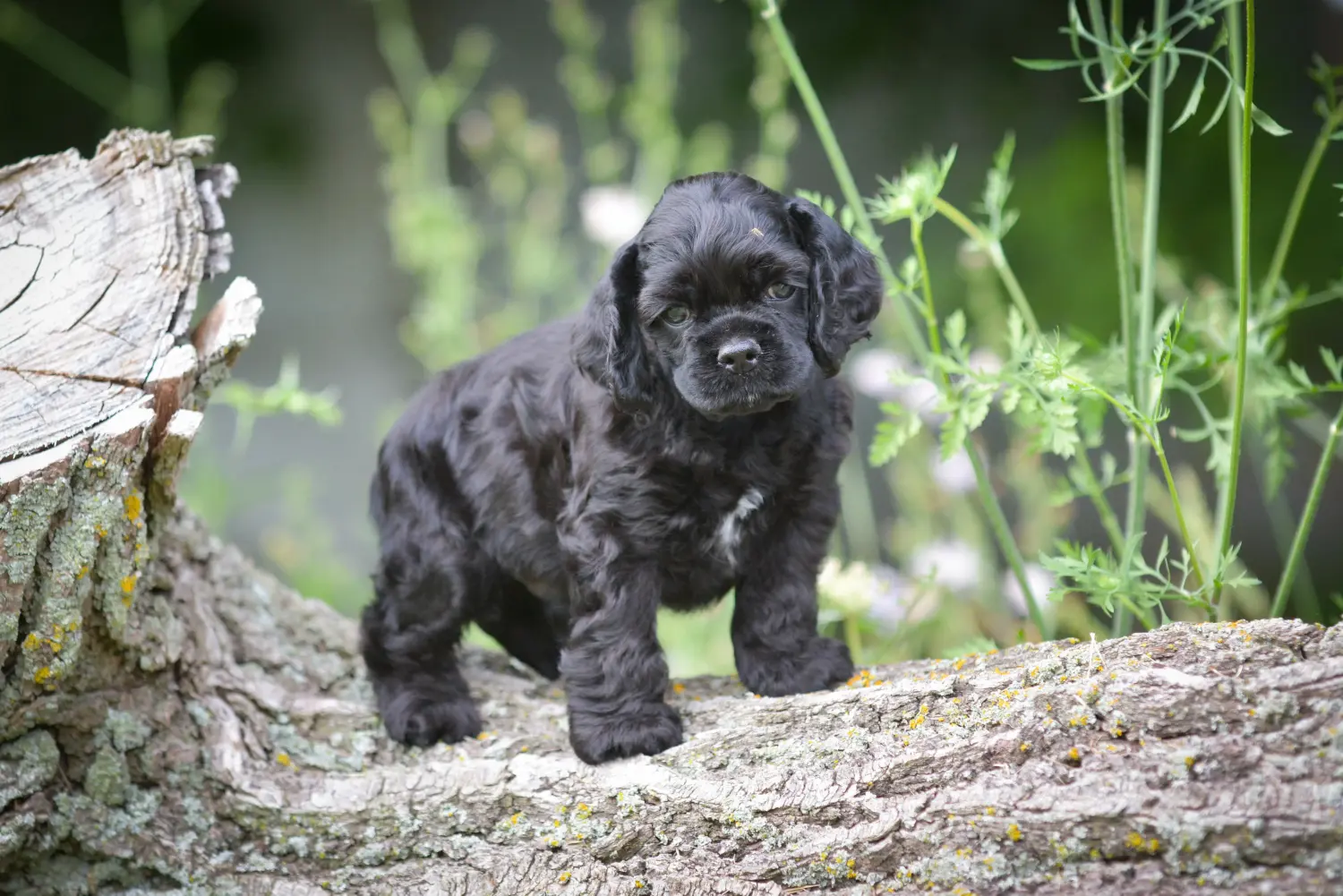 Comprar um cachorro American Water Spaniel significa assumir responsabilidades! Comprar cachorros Cocker Spaniel americanos.