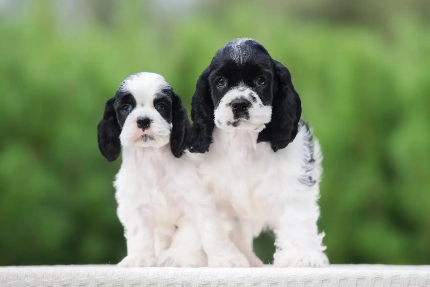 Comprar um cachorro American Water Spaniel significa assumir responsabilidades! Comprar cachorros Cocker Spaniel americanos.