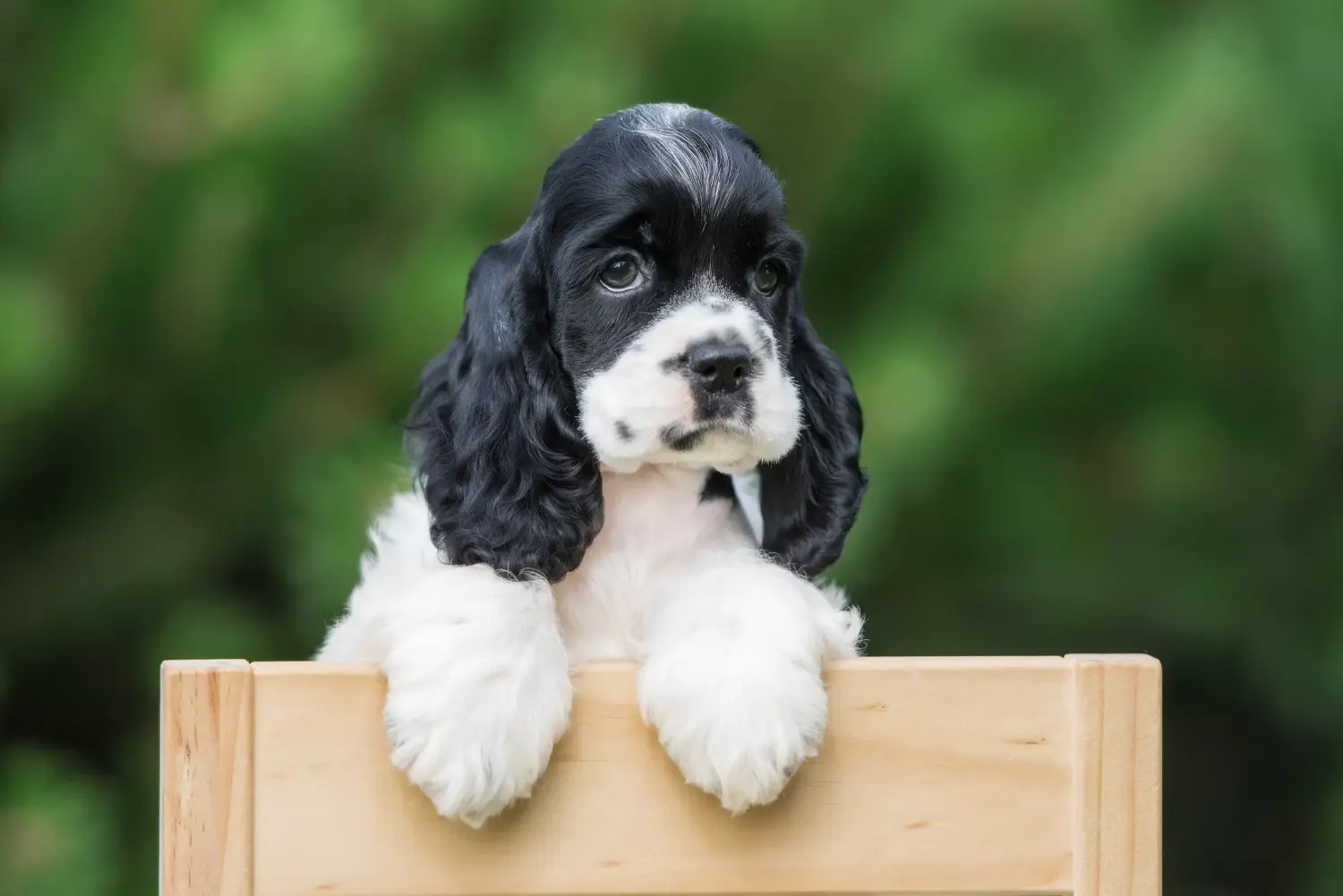 Comprar um cachorro American Water Spaniel significa assumir responsabilidades! Comprar cachorros Cocker Spaniel americanos.