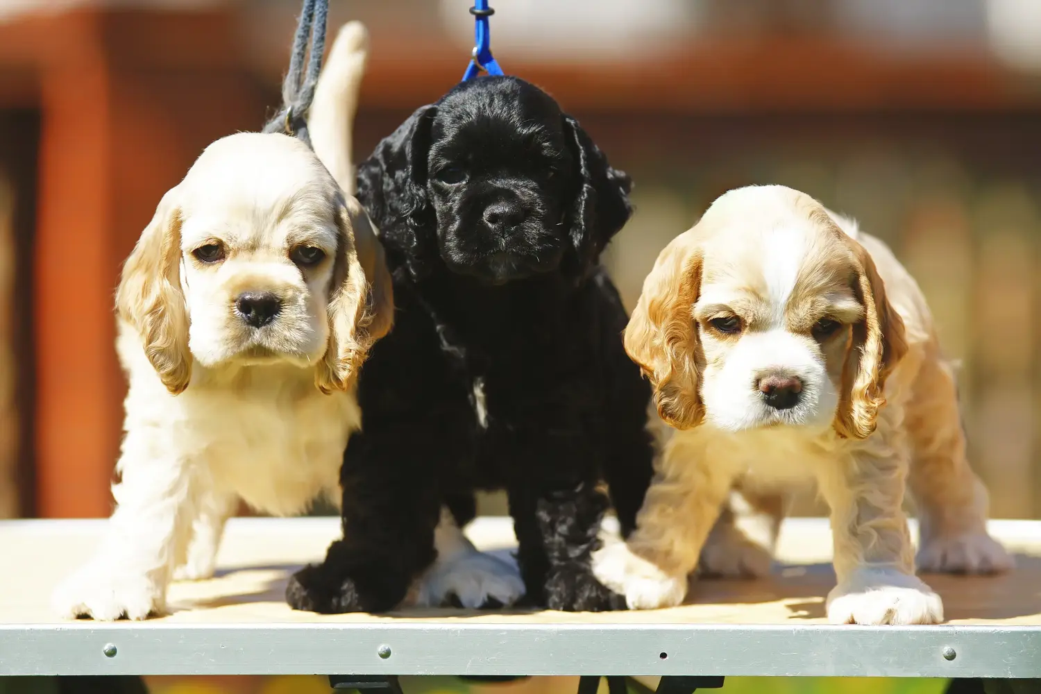 Comprar um cachorro American Water Spaniel significa assumir responsabilidades! Comprar cachorros Cocker Spaniel americanos.