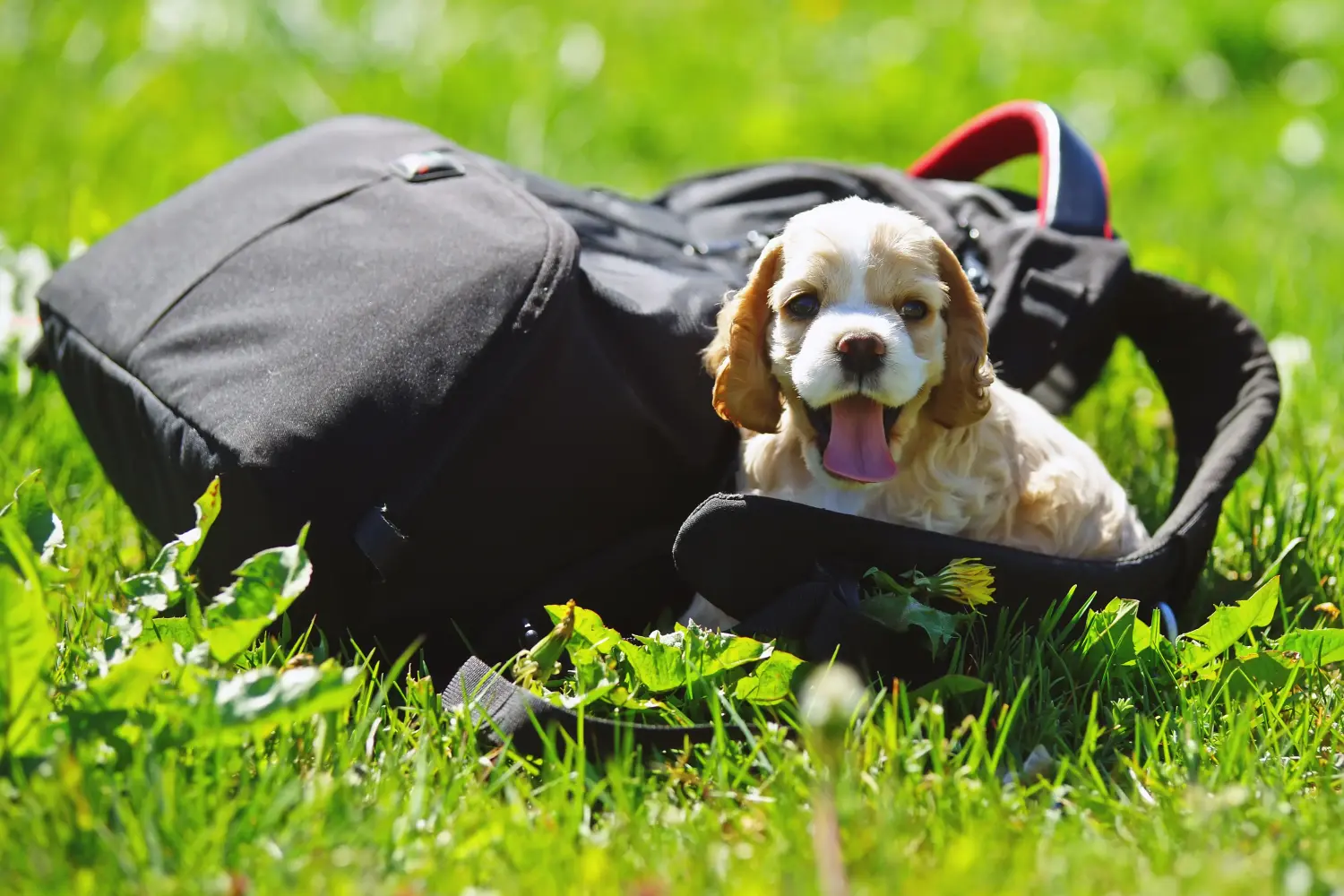Comprar um cachorro American Water Spaniel significa assumir responsabilidades! Comprar cachorros Cocker Spaniel americanos.